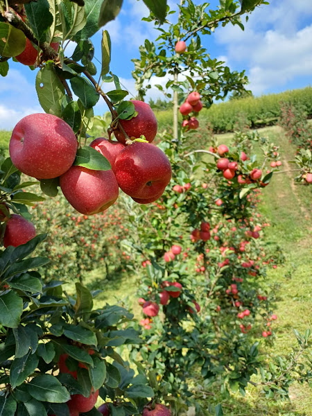 Chácara Frutas Brongel - Colhe e pague